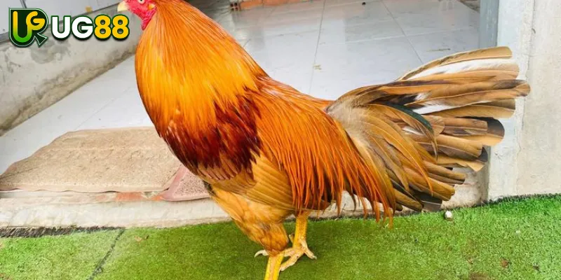 Nhà Cái UG88 Đang Tích Hợp Sảnh GA28