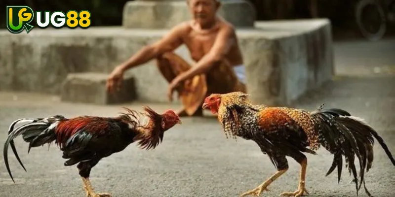 Sảnh GA28 Là Gì?