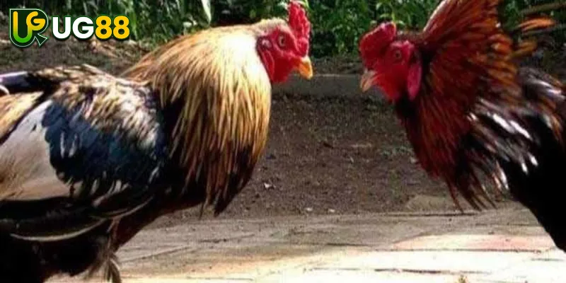 Ưu Điểm Và Lưu Ý Khi Chơi Tại Sảnh GA28